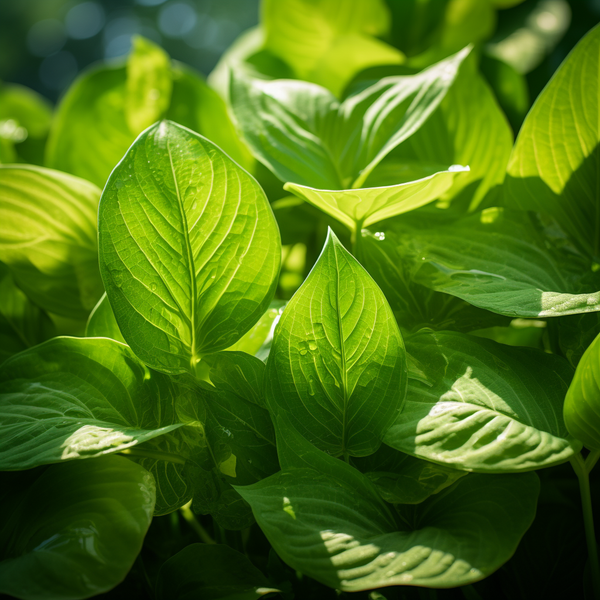 Chlorophyll sunlight